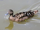 African Black Duck (WWT Slimbridge May 2013) - pic by Nigel Key